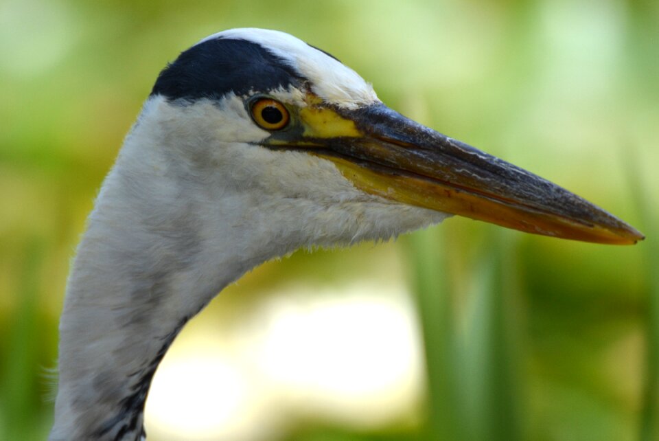 Bird babu beak