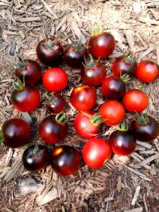 Dancing with Smurfs blue cherry tomatoes