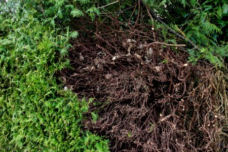 Hecke 14.04.2020