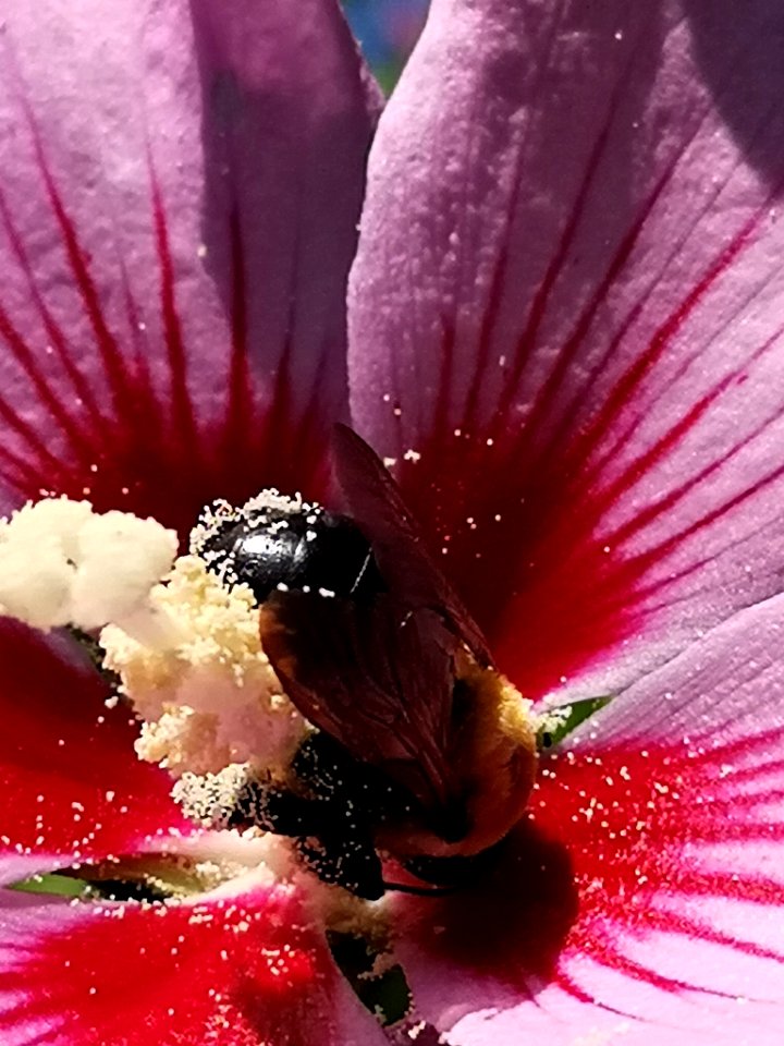 Bee visiting rose of Sharon Hibiscus syriacus covered in pollen
