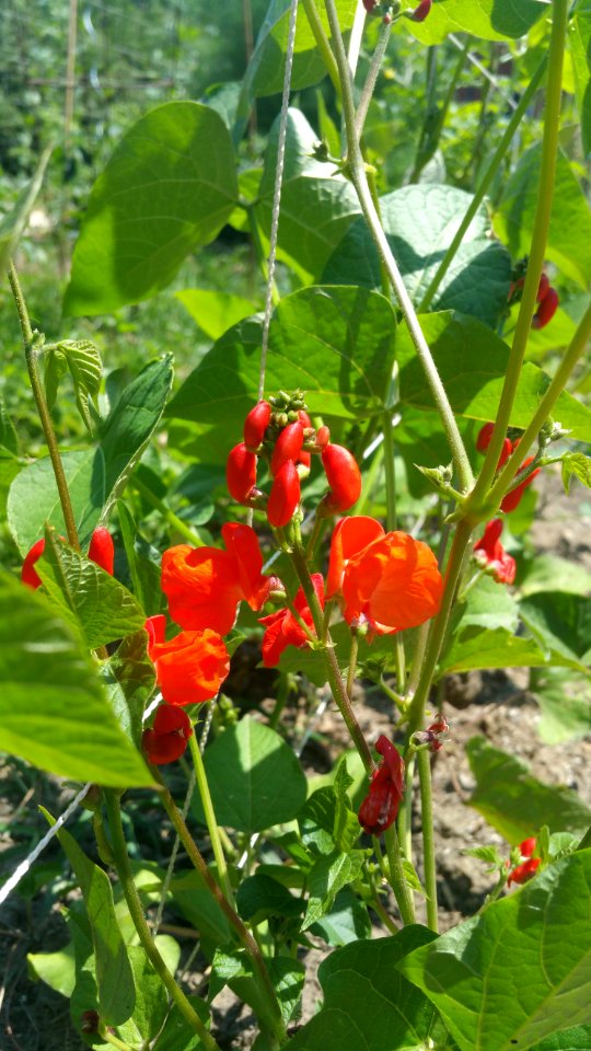 Blackcoat scarlet runner beans
