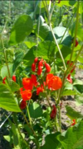 Blackcoat scarlet runner beans