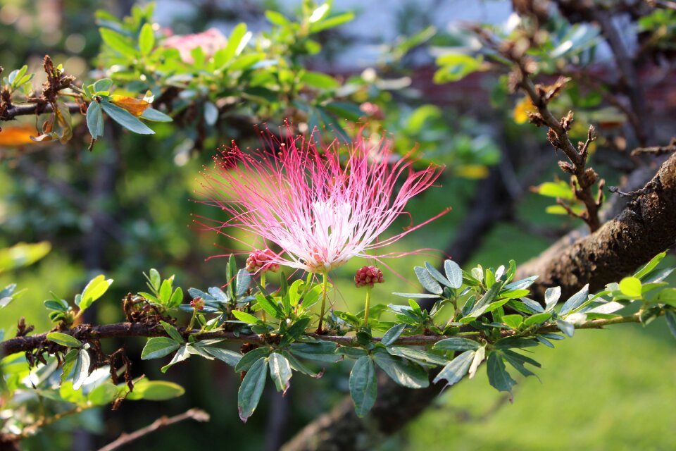 Flowers flowering nature