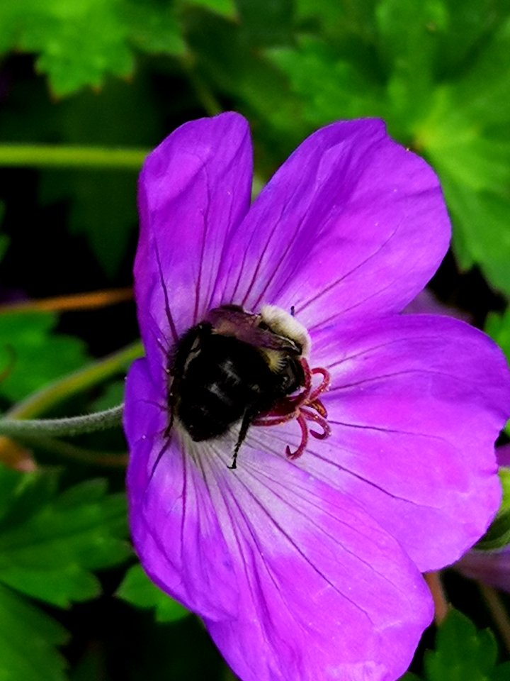 Bumblebee visiting cranesbill Geranium Azure Rush