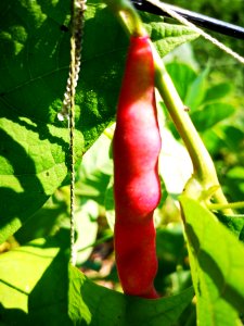 Taos Red Bean Phaseolus vulgaris