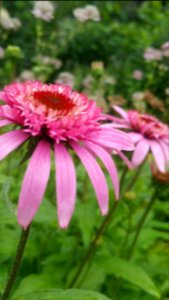 Echinacea Pink Double Delight