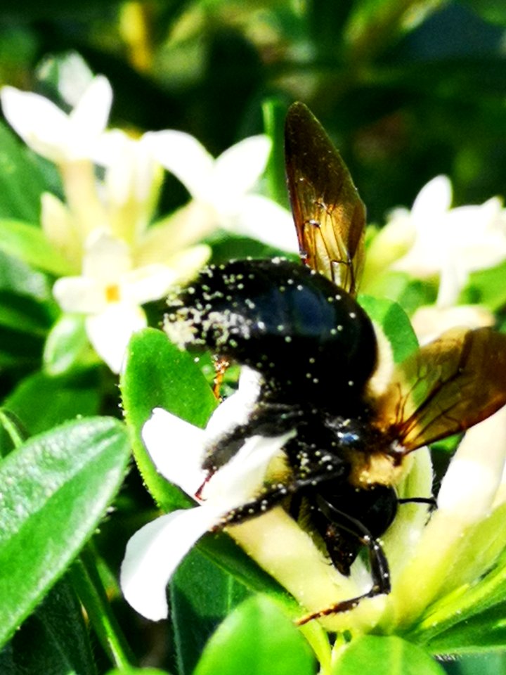 Carpenter bee nectar robbing Daphne Eternal Fragrance