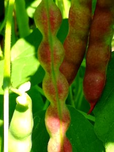 Taos Red Bean Phaseolus vulgaris
