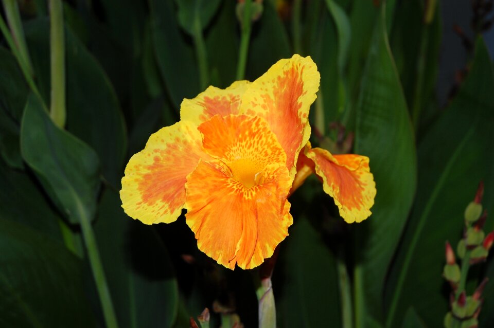 Lily daylilies nature