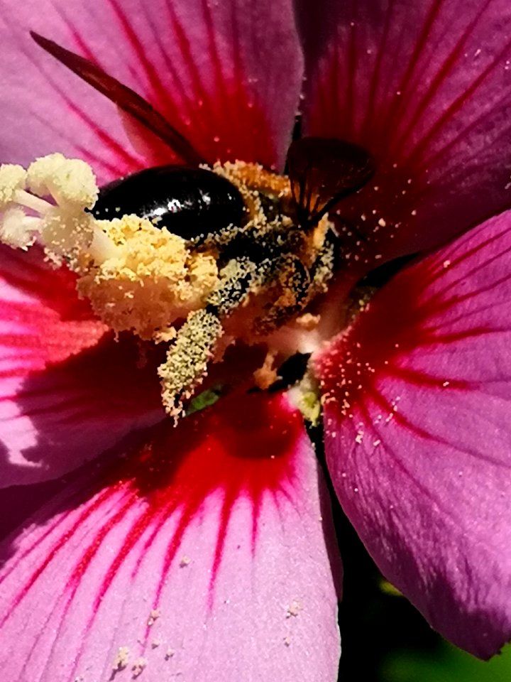 Bee visiting rose of Sharon Hibiscus syriacus covered in pollen