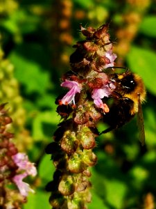 Bee visiting holy basil. It smells like blueberries to me. Intensely aromatic.