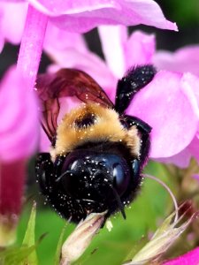 Carpenter bee (Xylocopa) with pollen nectar robbing Phlox paniculata photo
