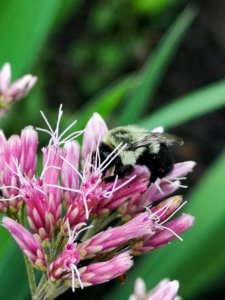 Bumblebee visiting Joe Pye weed photo