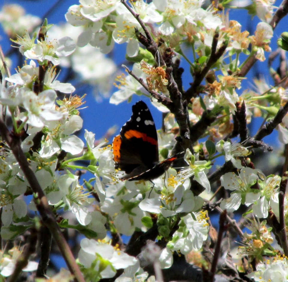 Red Admiral, Vanessa atalanta