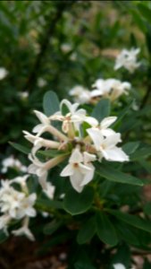 Daphne Eternal Fragrance