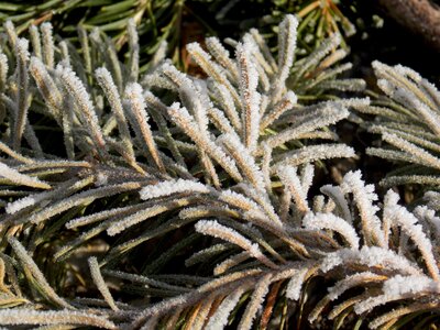 Christmas branch fir