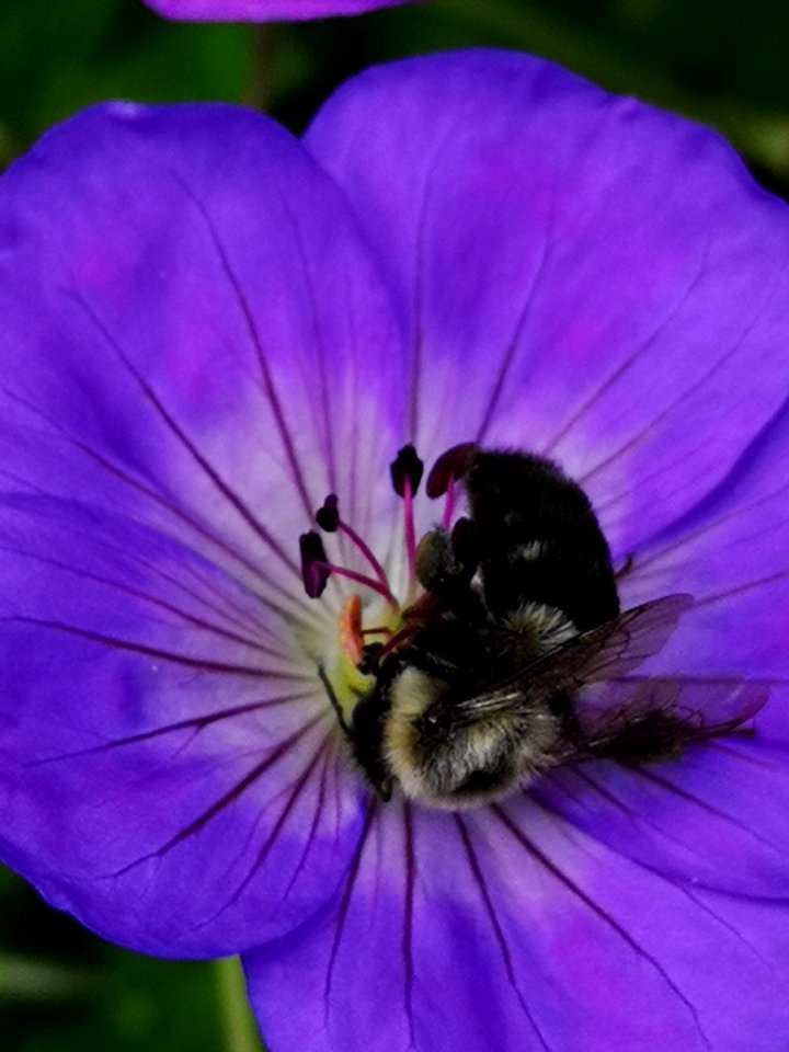 Bumblebee visiting cranesbill Geranium Azure Rush