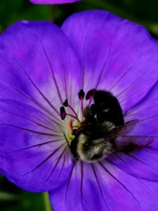 Bumblebee visiting cranesbill Geranium Azure Rush photo