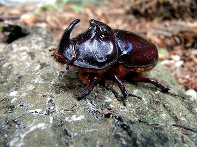 Macro insect beetle