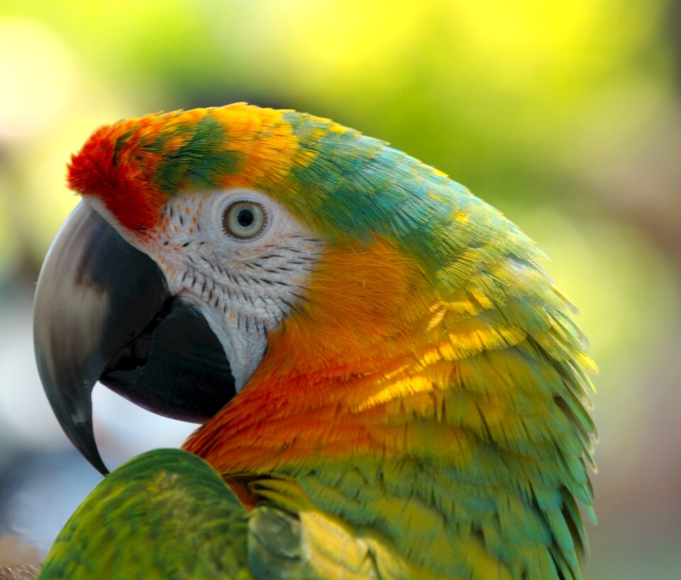 Feather perched tropical