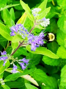 Bumblebee visiting Caryopteris Dark Knight photo