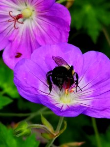 Bumblebee visiting cranesbill Geranium Azure Rush