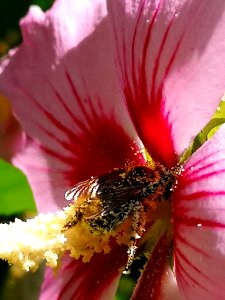 Bee visiting rose of Sharon Hibiscus syriacus covered in pollen