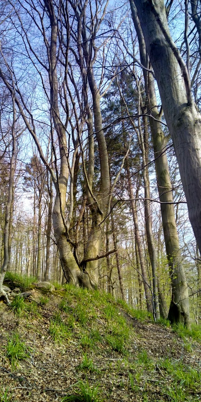 An der Neuwührener Au