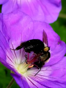 Bumblebee visiting cranesbill Geranium Azure Rush