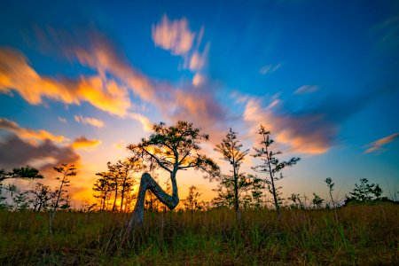 Cypress Tree Sunrise (2020 Photo Contest) photo