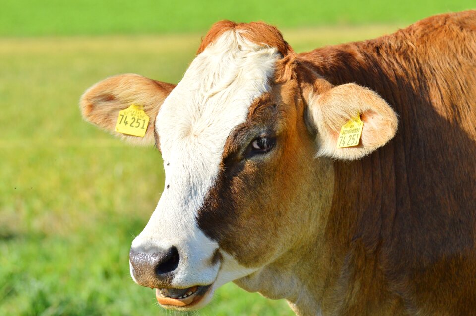 Cute ruminant meadow
