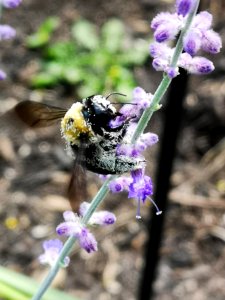 Bee covered in pollen visiting Perovskia photo