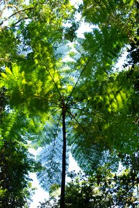 Rain forest canopy round plant swirl fronds photo