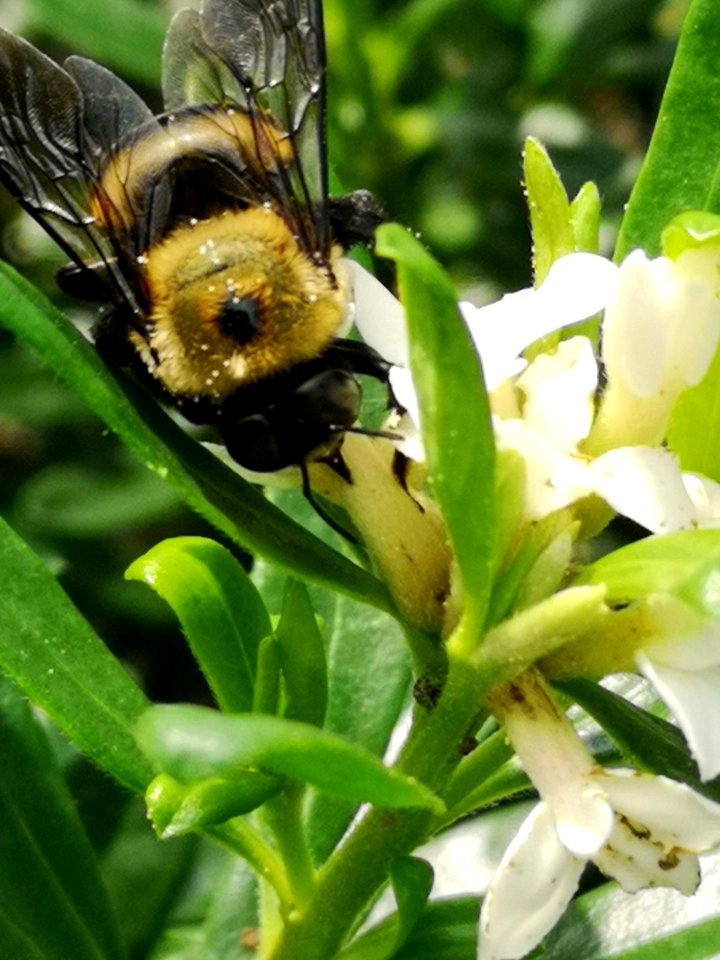Carpenter bee nectar robbing Daphne Eternal Fragrance