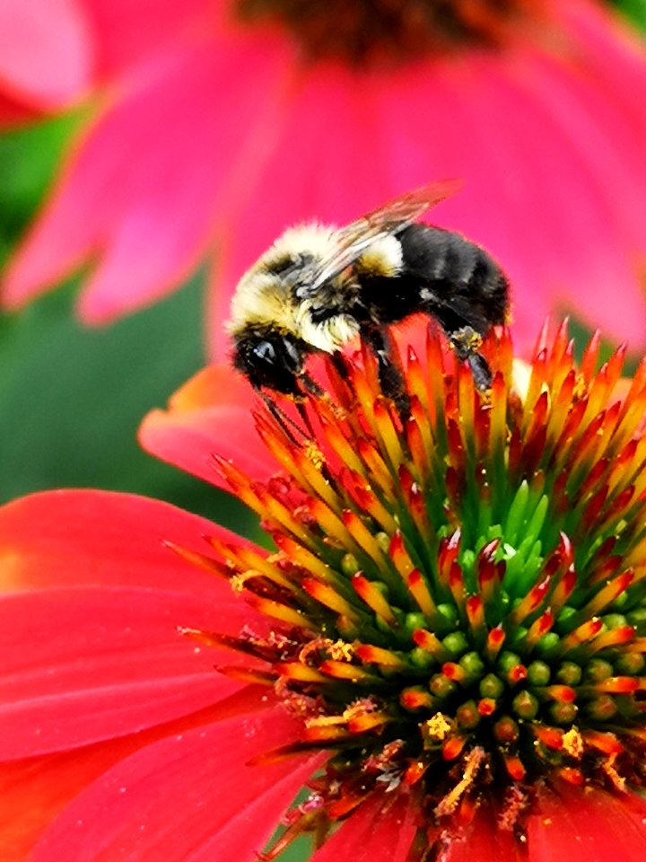 Bumblebee visiting coneflower Echinacea 'Cheyenne Spirit'
