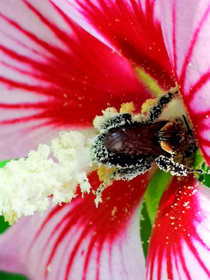 Bee visiting rose of Sharon Hibiscus syriacus covered in pollen
