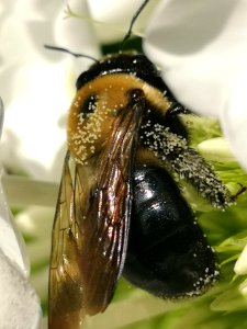 Carpenter bee Xylocopa virginica with pollen visiting Phlox paniculata