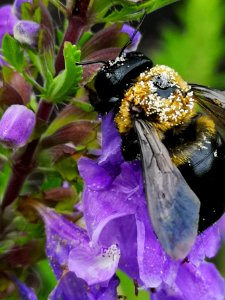Carpenter bee (Xylocopa virginica) visiting flowers of dragonhead (Dracocephalum moldavica), with pollen