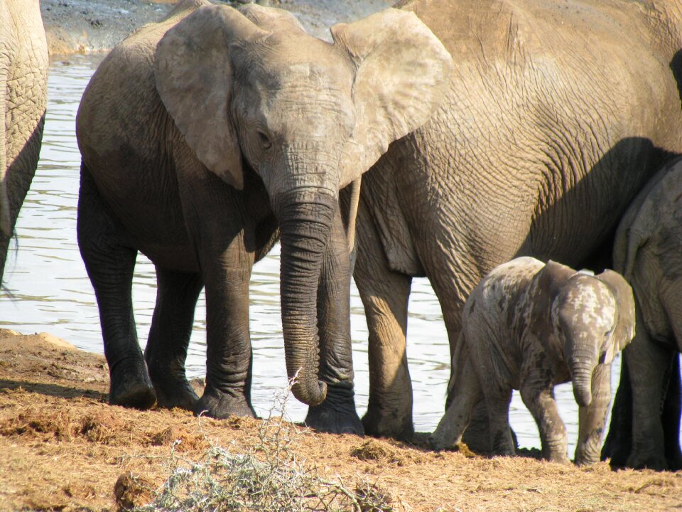 Africa animal elephant