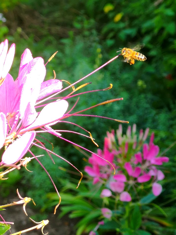 Honeybee and Cleome