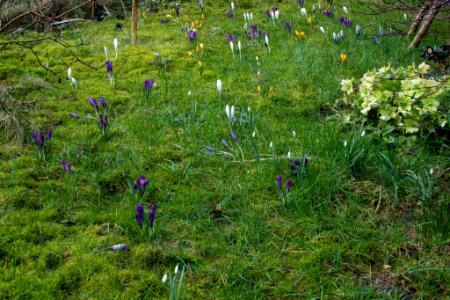Krokusse