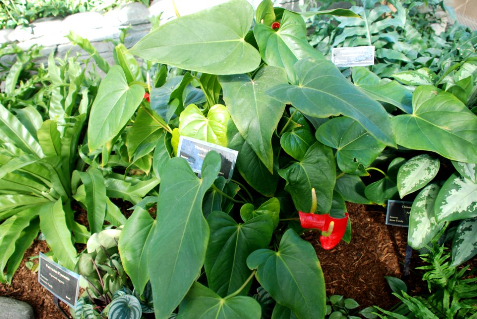 Flamingo Flower Anthurium sp.