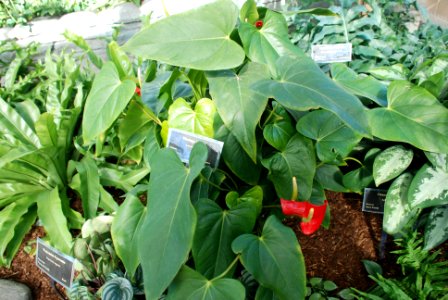 Flamingo Flower Anthurium sp.