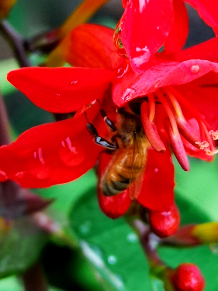 Honeybee visiting montbretia (Crocosmia 'Lucifer')
