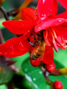 Honeybee visiting montbretia (Crocosmia 'Lucifer')