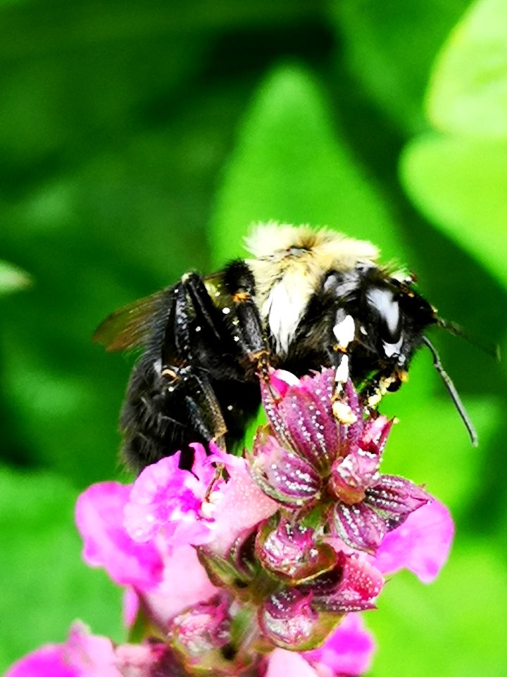 Bee visiting pink woodland sage Salvia nemorosa