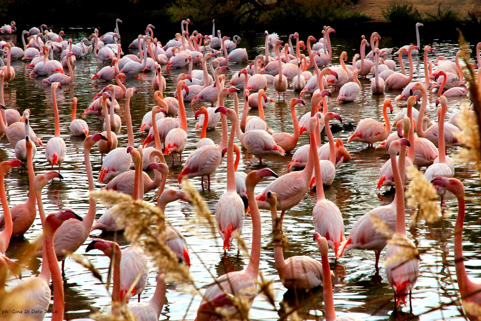 Fenicotteri Rosa- Camargue
