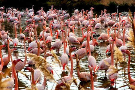 Fenicotteri Rosa- Camargue photo