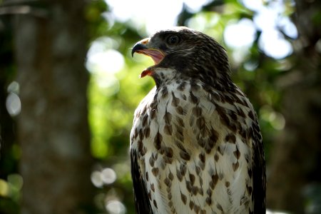 Red-shouldered Hawk