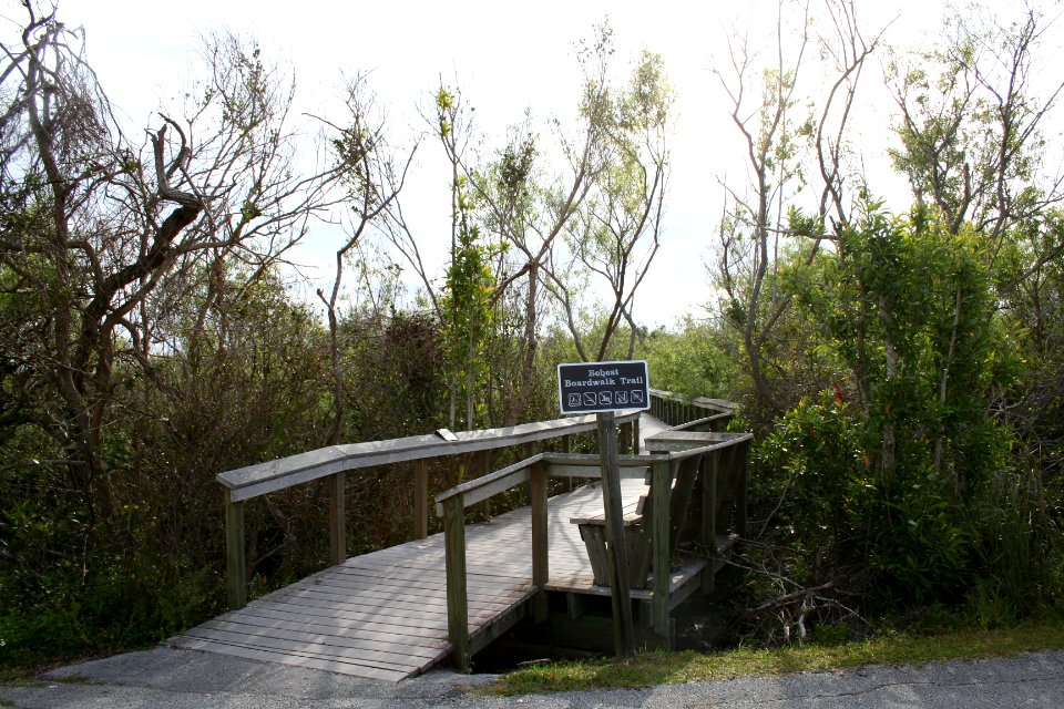 Bobcat boardwalk 2, NPSphoto
